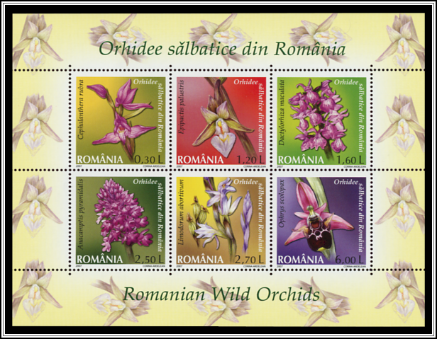 Romanian Wild Orchids
