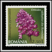 Pyramidal Orchid (Anacamptis pyramidalis)
