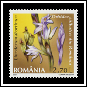 Violet Limodore (Limodorum abortivum)