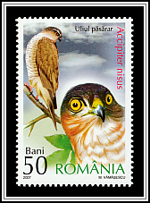 Eurasian Sparrowhawk (Accipiter nisus)