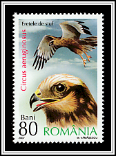Western Marsh Harrier (Circus aeruginosus)