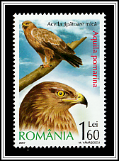 Lesser Spotted Eagle (Aquila pomarina)