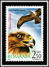 Common Buzzard (Buteo buteo)
