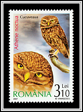 Little Owl (Athene noctua)
