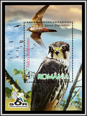 Eurasian Hobby (Falco subbuteo)