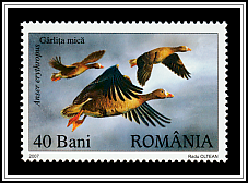 Lesser White-fronted Goose (Anser erythropus)