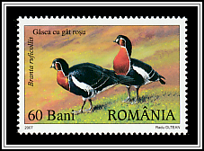 Red-breasted Goose (Branta ruficollis)