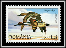 Northern Pintail (Anas acuta)