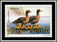 Greater White-fronted Goose (Anser albifrons)