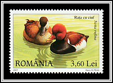 Red-crested Pochard (Netta rufina)