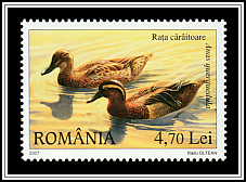 Garganey (Anas querquedula)