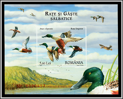 Northern Shoveler (Anas clypeata)