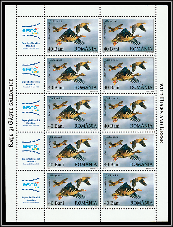 Lesser White-fronted Goose (Anser erythropus)