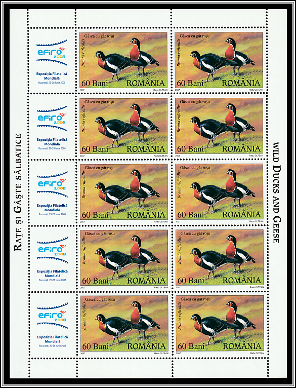 Red-breasted Goose (Branta ruficollis)