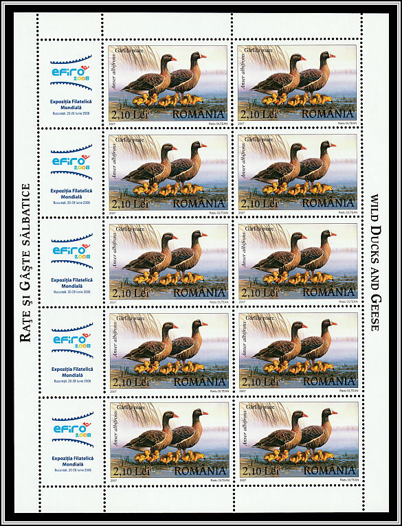 Greater White-fronted Goose (Anser albifrons)