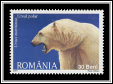 Polar Bear (Ursus maritimus)