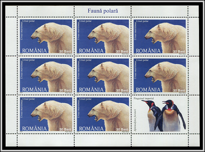 Polar Bear (Ursus maritimus)