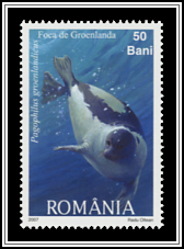 Harp Seal (Pagophilus groenlandicus)