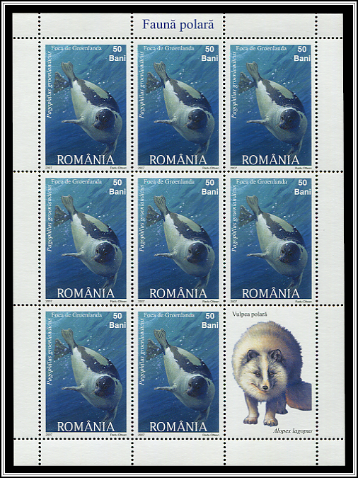 Harp Seal (Pagophilus groenlandicus)