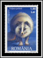 Arctic Fox (Alopex lagopus)