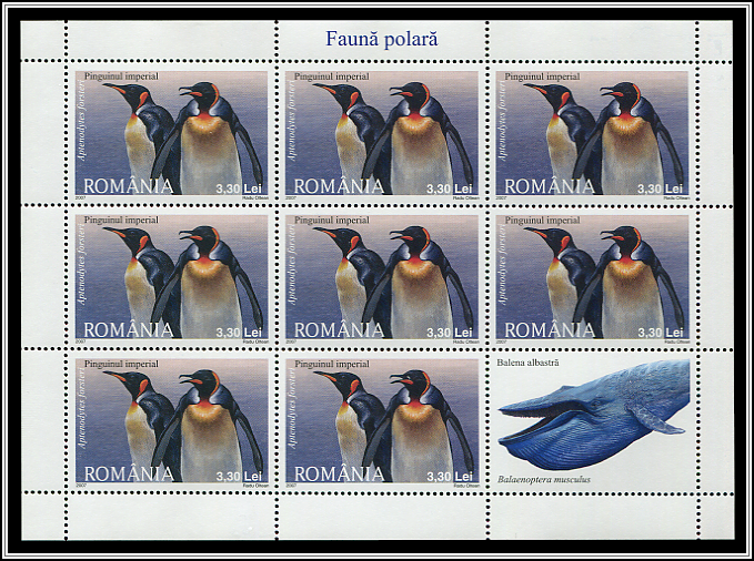 Emperor Penguin (Aptenodytes forsteri)