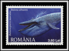 Blue Whale (Balaenoptera musculus)