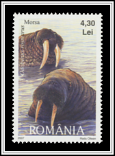 Walrus (Odobenus rosmarus)