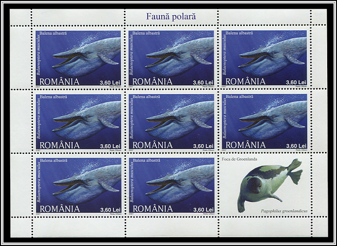 Blue Whale (Balaenoptera musculus)