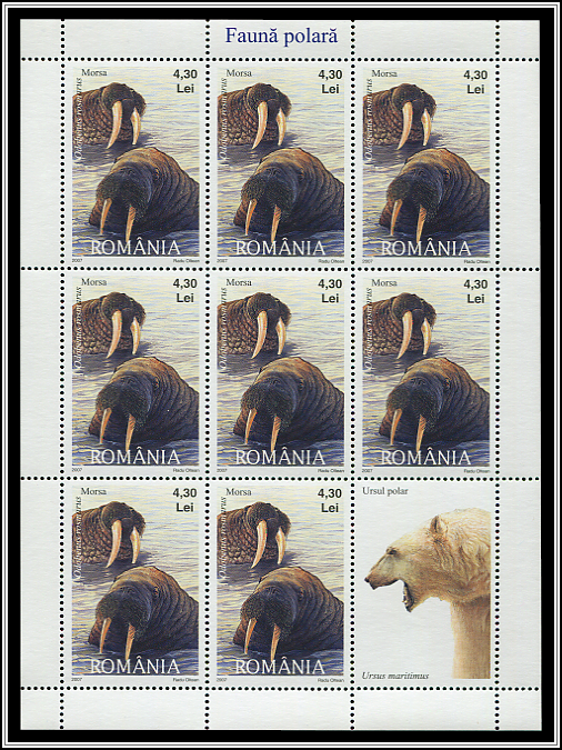 Walrus (Odobenus rosmarus)