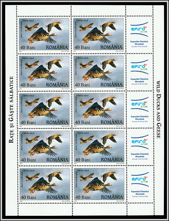 Lesser White-fronted Goose (Anser erythropus)