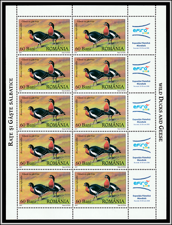 Red-breasted Goose (Branta ruficollis)