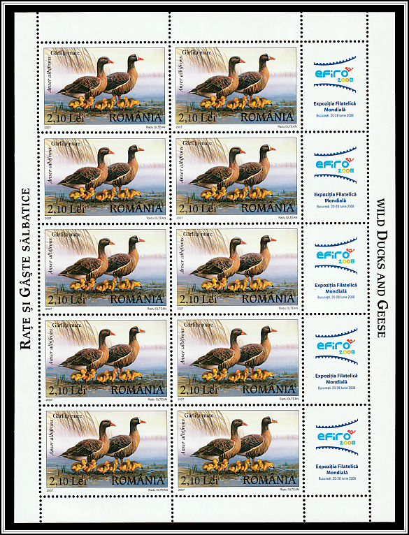 Greater White-fronted Goose (Anser albifrons)