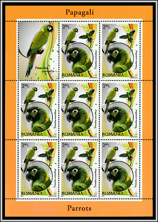 Yellow-collared Macaw (Primolius auricollis)