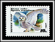 Bubo Scandiacus