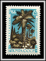 Hemp Palm, True Cypress

