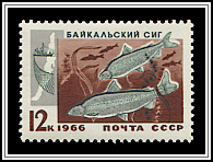 Coregonus Lavaretus Baicalensis