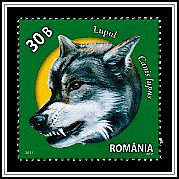 Wolf (Canis lupus)
