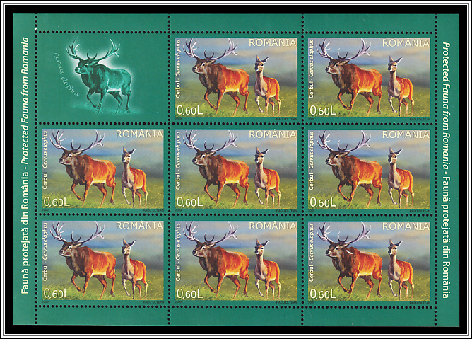 Red Deer (Cervus elaphus)