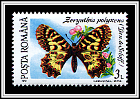 Southern Festoon (Zerynthia polyxena)