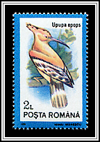 Eurasian Hoopoe (Upupa epops)