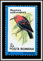 Red-headed Honeyeater (Myzomela erythrocephala) 