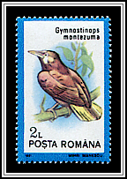 Montezuma Oropendola (Psarocolius montezuma)