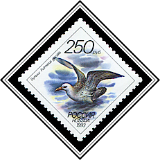 Fulmarus Glacialis