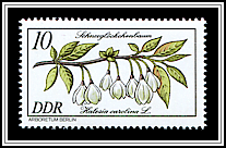 Halesia Carolina