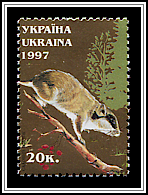 Eliomys Quercinus
