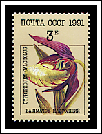 Cypripedium Calceolus 
