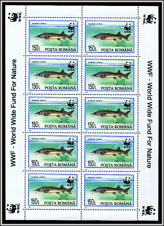 Sterlet (Acipenser ruthenus)
