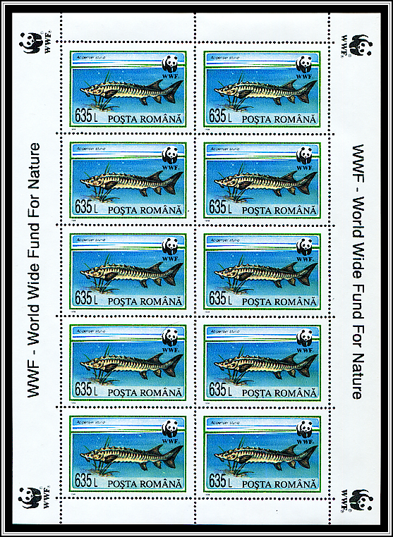 European Sea Sturgeon (Acipenser sturio)
