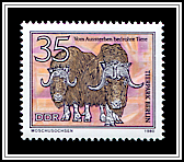 Musk Ox