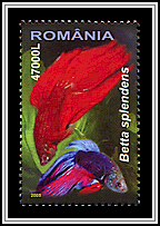 Siamese Fighting Fish